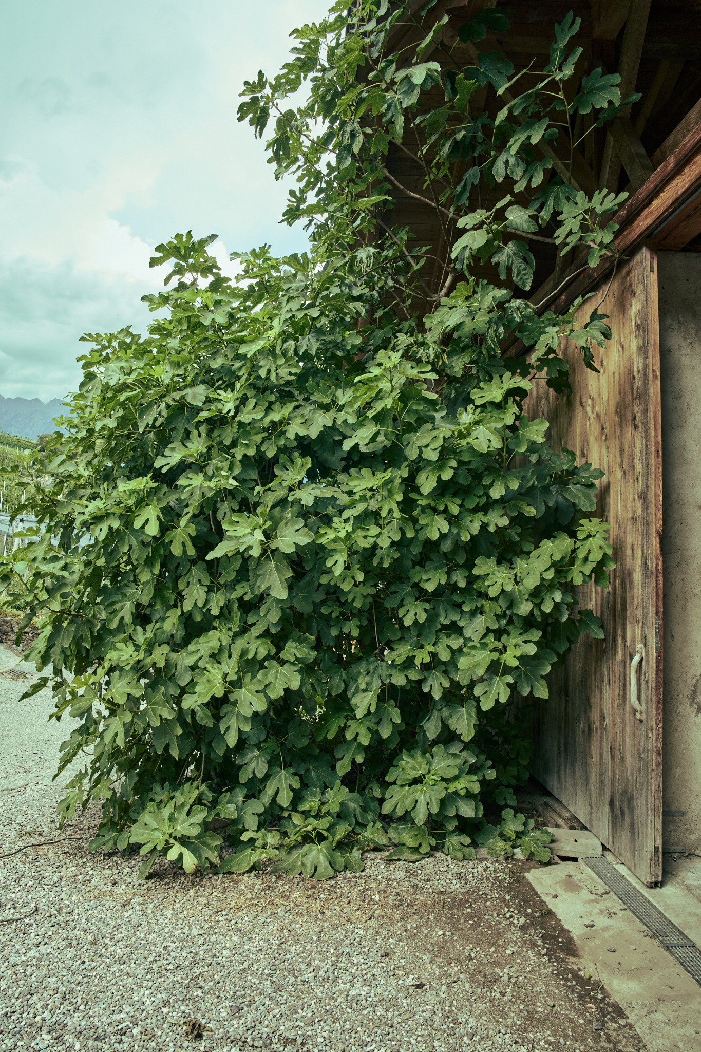 Un fico accanto a un portone in legno, con vigneti e montagne dell’Alto Adige sullo sfondo